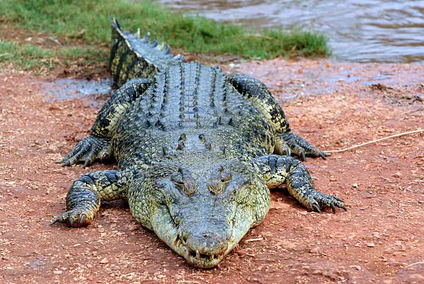 Large Australian Saltwater Crocodile lies of a river bank in Broome, Western Australia.