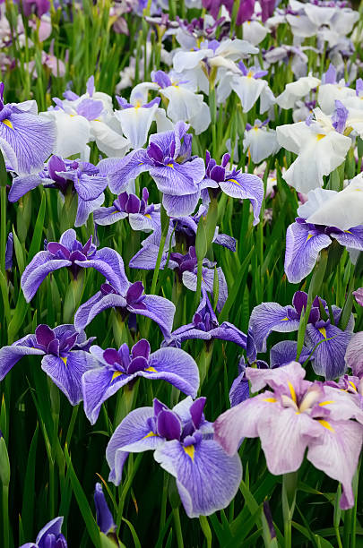 istock Japanese iris, hana shoubu, Iris ensata 530759344