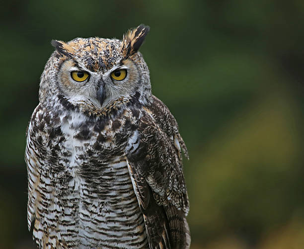 istock Yellow Eyed Great Horned Owl 530759385