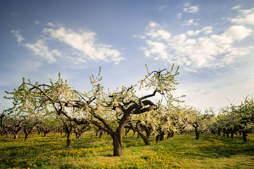 Magically beautiful picture of the apple trees on the well-known cider factory in Kivik, southern Sweden.