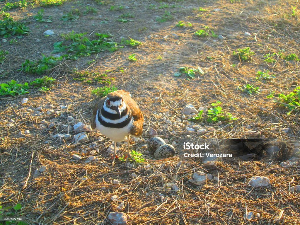 Ringed Plover Bird with Eggs Charadriidae C. vociferus Ringed Plover wading shore bird nesting two speckled egg in wetland estuary Animal Stock Photo