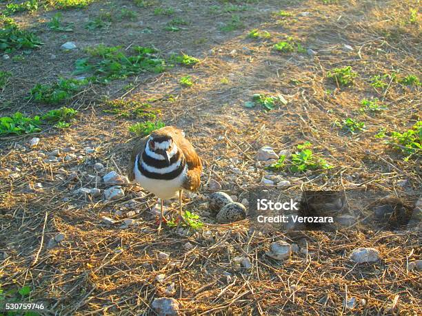 Ringed Plover Bird With Eggs Stock Photo - Download Image Now - Animal, Animal Nest, Beachcomber