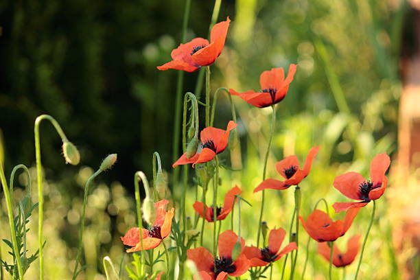 wild poppies - poppy retro revival old fashioned macro foto e immagini stock