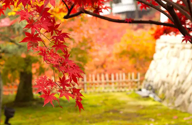 The peak time of maple leaves  at Tofukuji Temple,kyoto,japan.