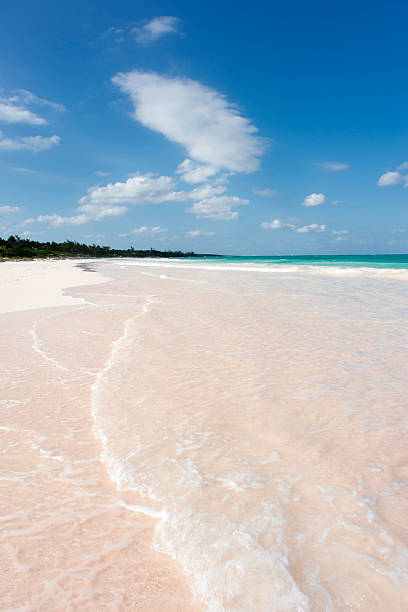 rose sable - eleuthera island photos et images de collection