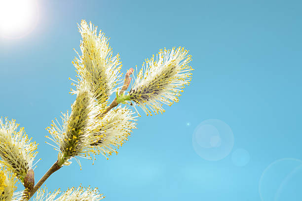 willow filial contra o céu azul - forest flower aments blossom - fotografias e filmes do acervo