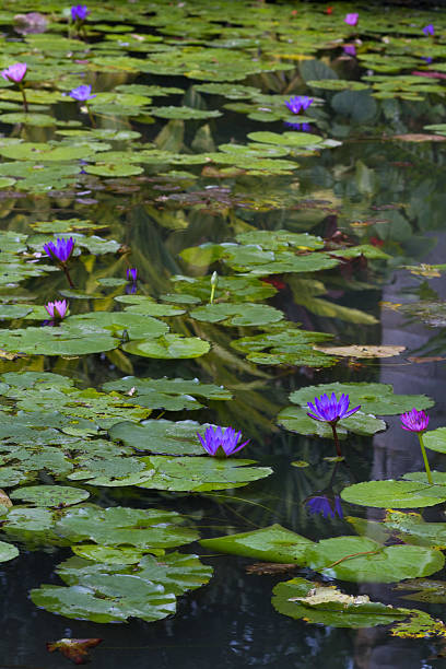 istock Purple water lilies in a pond 530760755