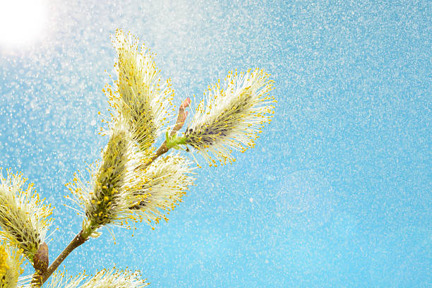 willow filial contra o céu azul - forest flower aments blossom - fotografias e filmes do acervo