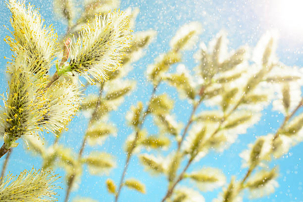 willow filial contra o céu azul - forest flower aments blossom - fotografias e filmes do acervo
