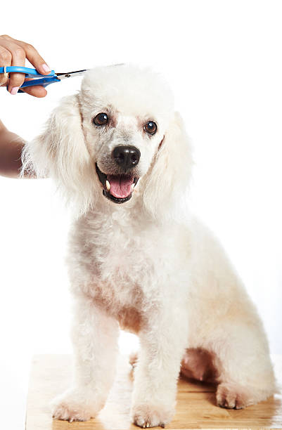 istock Cutting hair of white poodle 530760880