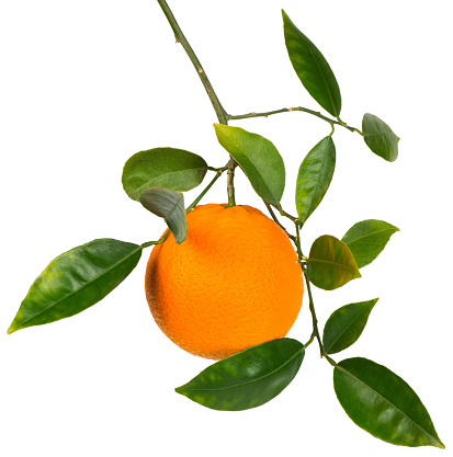 One orange fruit with leaves hanging on a branch isolated on white background.
