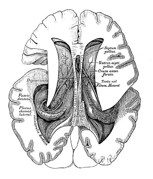 인체 해부학 그림 : 뇌 섹션 - medulla oblongata stock illustrations