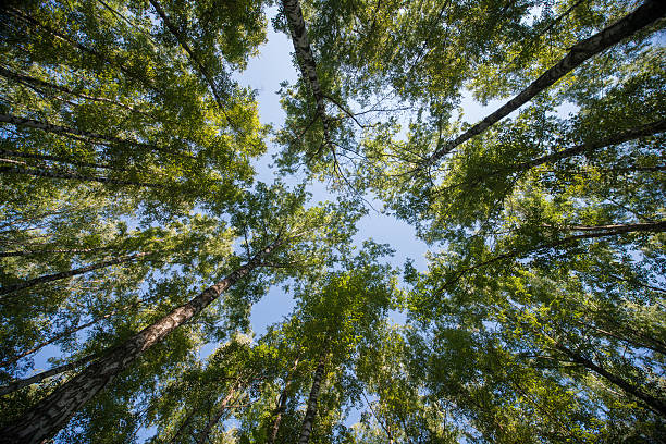 istock Looking up in Forest - Green Tree branches nature abstract 530761932