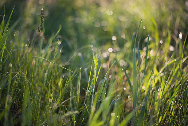 istock Sunrise with grass and water drops 530762716