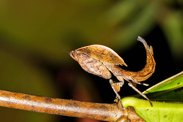 istock Deroplatys desiccata 530764053