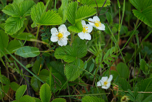 istock strawberry blossom in forest at rain 530764692