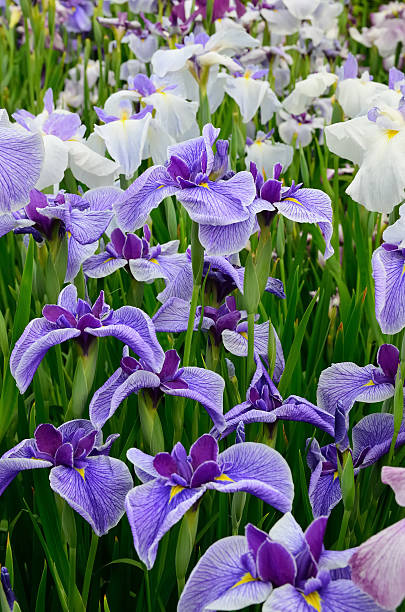 istock Japanese iris, hana shoubu, Iris ensata 530765678