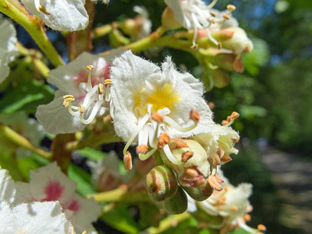 istock Chestnut tree in spring - detail of the blossom 530765694