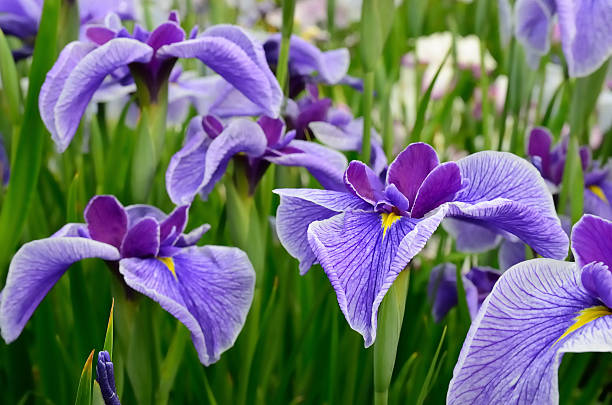 istock Japanese iris, hana shoubu, Iris ensata 530765716