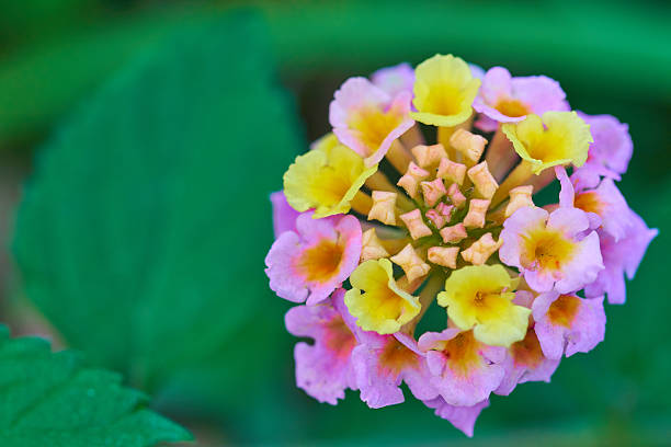 Lantana camara