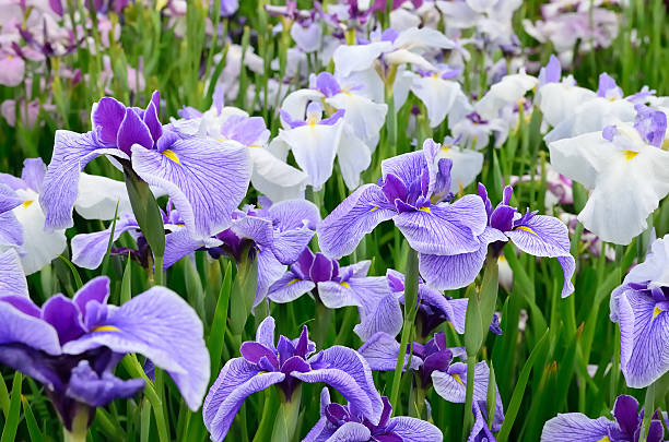 istock Japanese iris, hana shoubu, Iris ensata 530765802