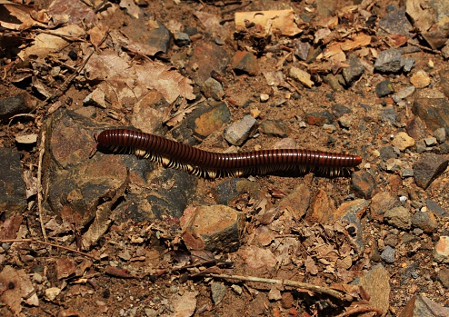 Millipedes walk foraging on the ground at night