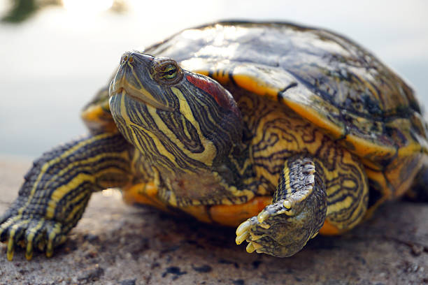 istock Closeup asian turtle walking on the ground 530766316