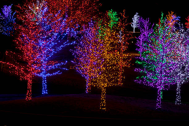 istock Trees wrapped in LED lights for Christmas 530766545