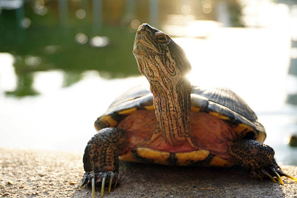 istock Closeup asian turtle walking on the ground 530767222