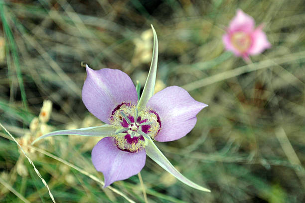 istock Sagebrush mariposa lily 530767973
