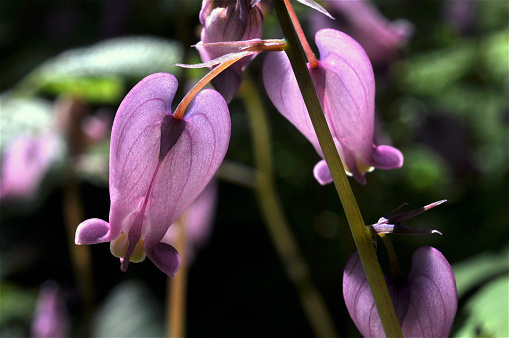 Close up of individual Pacific bleeding heart (Dicentra formosa)