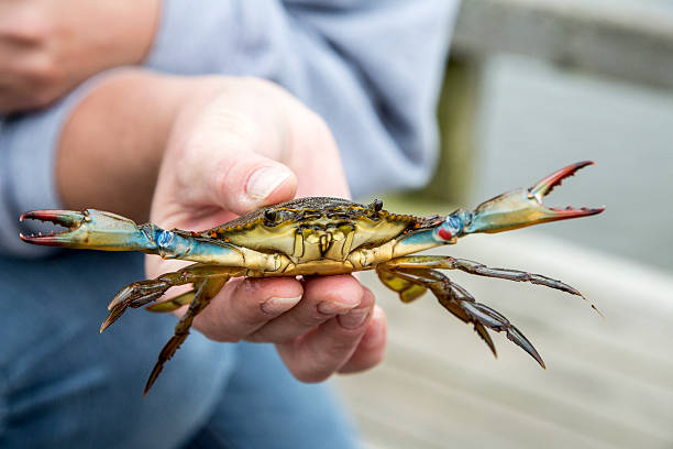 Blue Crab Blue crab pulled from the sound of Corolla, N.C. crabbing stock pictures, royalty-free photos & images