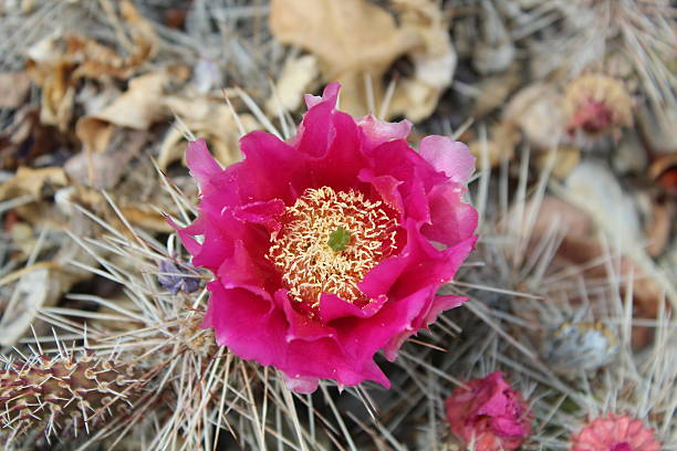 flor chumbera - single flower flower desert new mexico fotografías e imágenes de stock