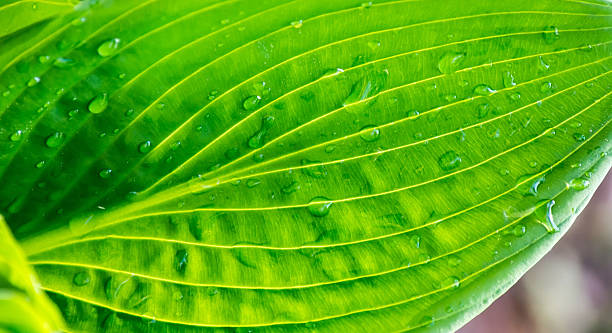istock Green leaf with drops of water in sunshine texture macro 530768476