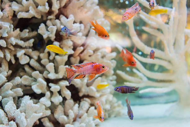 istock Aquarium goldfish and white coral 530768582