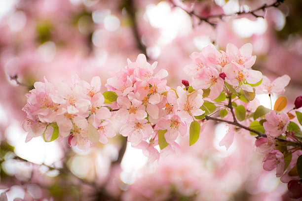 indian summer crabapple - foto de acervo