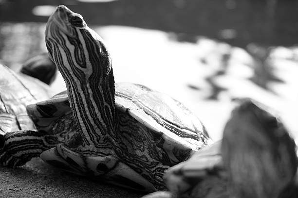 istock Closeup black and white asian turtle walking on the ground 530768822