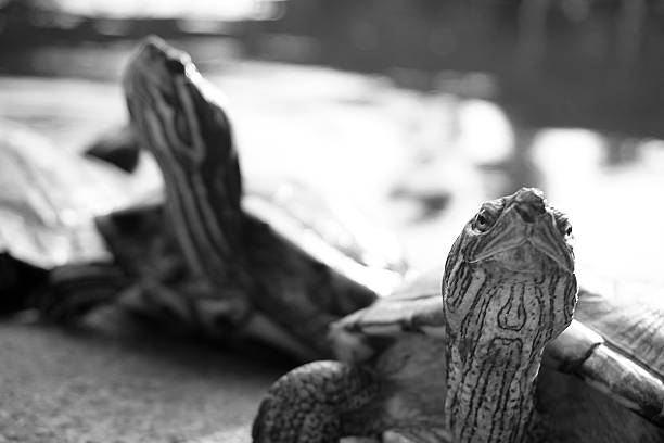 istock Closeup black and white asian turtle walking on the ground 530769202