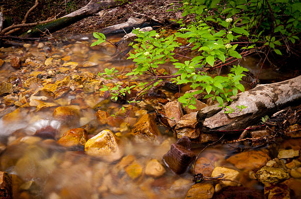 golden floresta stream - foto de acervo