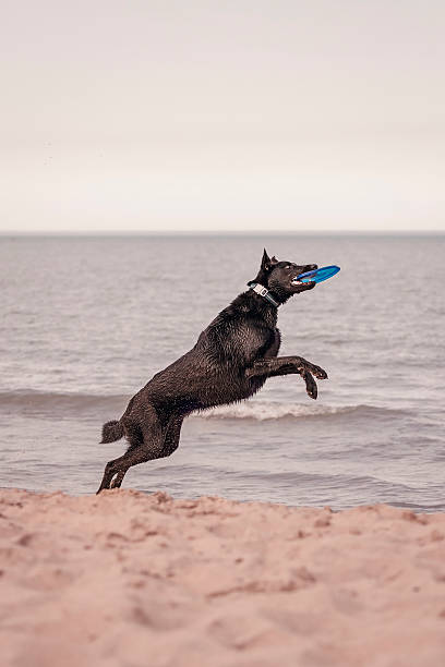 istock Dog with frisbee 530770728