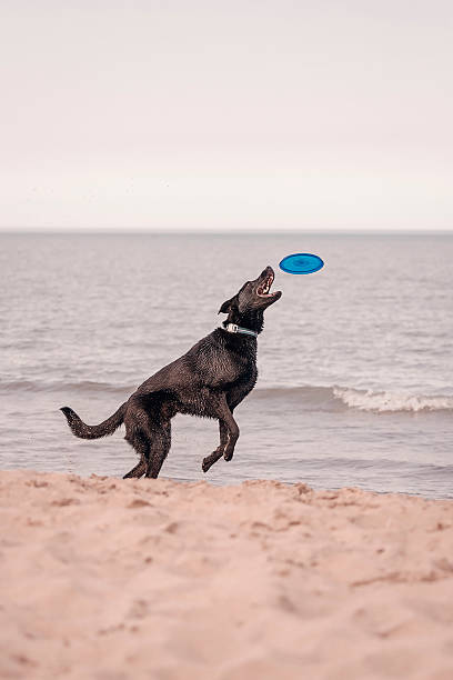 istock Dog with frisbee 530770756