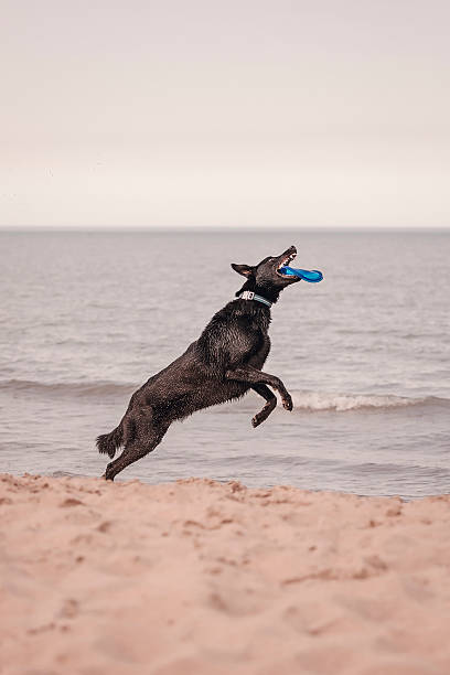 istock Dog with frisbee 530770772