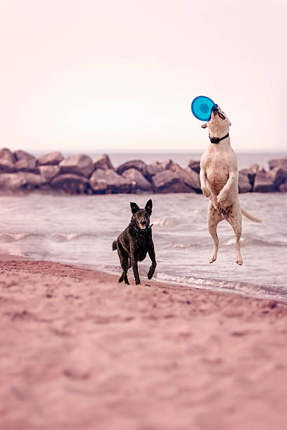 istock Dog with frisbee 530770792