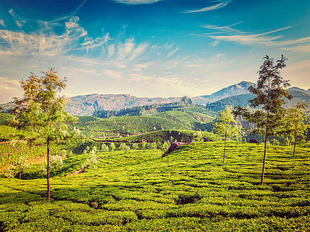чай плантациях, муннар, керала государства,, индия - japanese tea garden стоковые фото и изображения