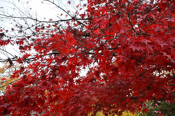 istock Autumnal tints in Tokyo 530771205