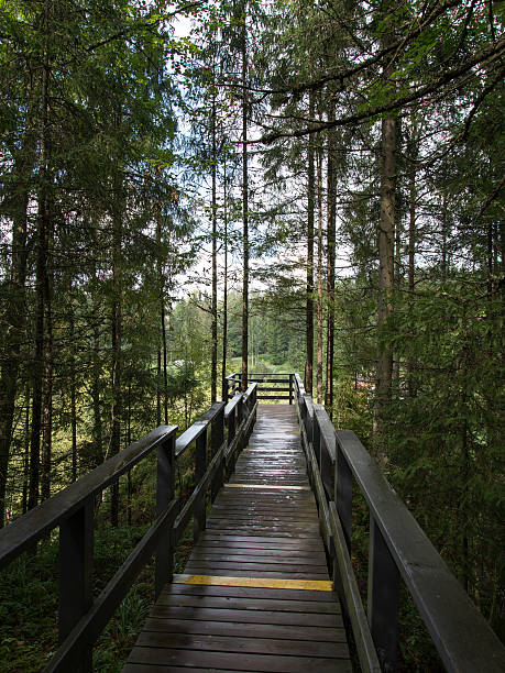 istock sunny tourist track with boardwalks 530771223