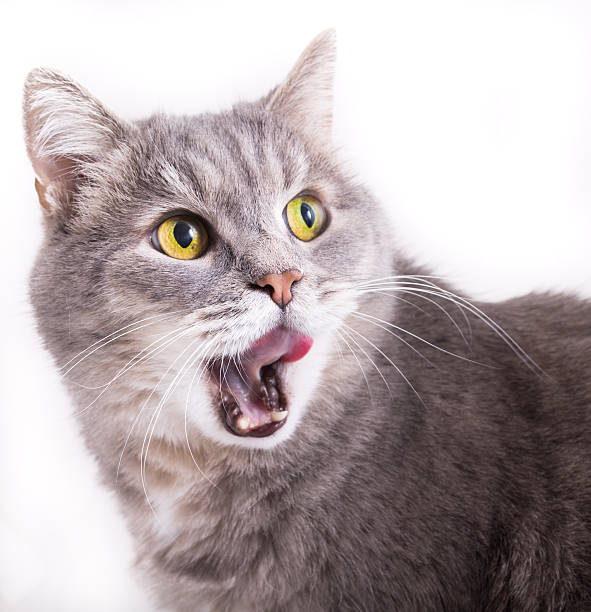 istock The head of a cat turned back and licks lips 530771286