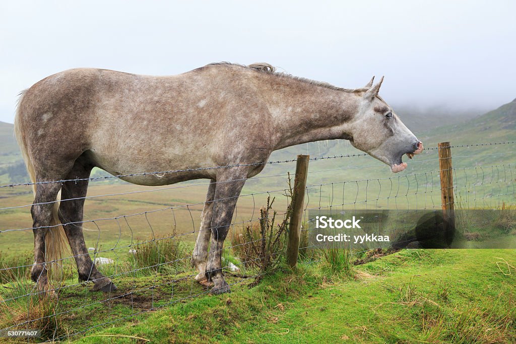 Horse Neighs Stock Photo - Download Image Now - Animal, Connemara National Park, County Galway - iStock Horse Neighs Stock Photo - Download Image Now - Animal, Connemara National Park, County Galway - iStock