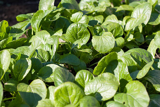 istock Brassica rapa var. perviridis also known as Komatsuna 530771429