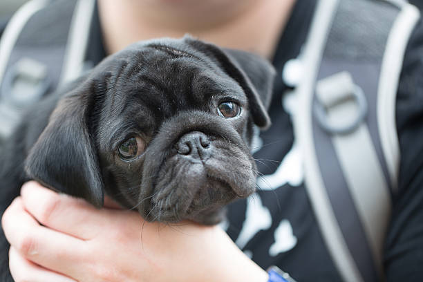 istock Little black pug puppy 530771599